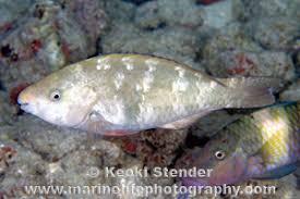 Image result for Scarus psittacus