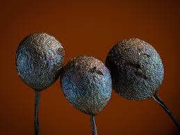 Attēlu rezultāti vaicājumam “Lamproderma pseudomaculatum stalked”