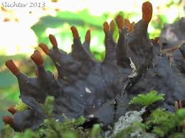 Attēlu rezultāti vaicājumam “Peltigera polydactylon”