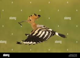 Attēlu rezultāti vaicājumam “Upupa epops adult”