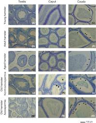 Attēlu rezultāti vaicājumam “Diderma testaceum young”