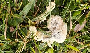 Attēlu rezultāti vaicājumam “Fuligo septica var. rosea plasmodium”