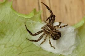 Attēlu rezultāti vaicājumam “Xysticus bifasciatus female”