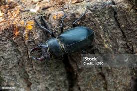 Attēlu rezultāti vaicājumam “Anostirus castaneus”