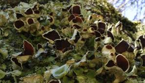 Attēlu rezultāti vaicājumam “Plectocarpon lichenum”