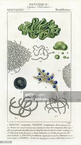 Attēlu rezultāti vaicājumam “Nostoc pruniforme cells”