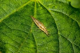 Attēlu rezultāti vaicājumam “Chrysopidae imago”