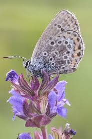 Attēlu rezultāti vaicājumam “Plebejus argus male”