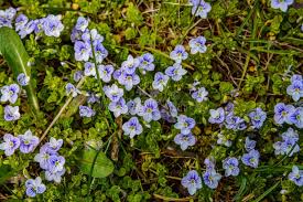 Attēlu rezultāti vaicājumam “Veronica filiformis”
