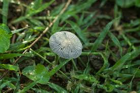 Attēlu rezultāti vaicājumam “Coprinus sp.”
