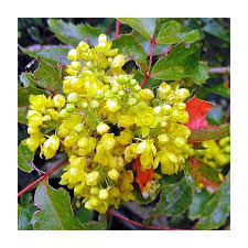 Attēlu rezultāti vaicājumam “Mahonia aquifolium”