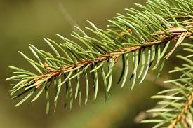 Attēlu rezultāti vaicājumam “Picea abies leaf”