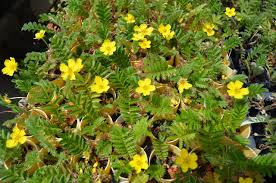 Image result for Potentilla anserina