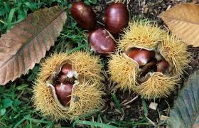 Attēlu rezultāti vaicājumam “Castanea sativa  fruit”