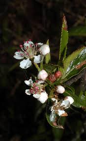 Attēlu rezultāti vaicājumam “Aronia melanocarpa bud”