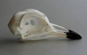 Image result for Burhinus oedicnemus