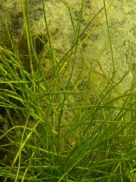 Attēlu rezultāti vaicājumam “Stuckenia filiformis”