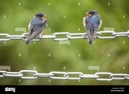 Attēlu rezultāti vaicājumam “Hirundo rustica juvenile”