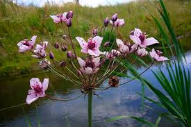 Attēlu rezultāti vaicājumam “Butomaceae”