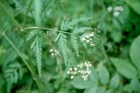 Attēlu rezultāti vaicājumam “Torilis japonica leaf”