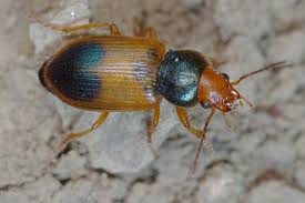 Attēlu rezultāti vaicājumam “Diachromus germanus”