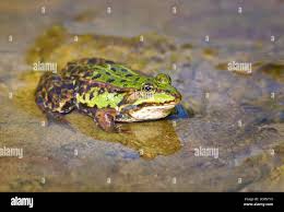 Attēlu rezultāti vaicājumam “Pelophylax adult”