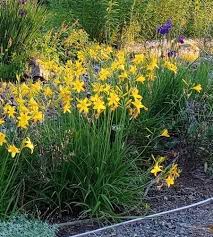 Attēlu rezultāti vaicājumam “Hemerocallis lilioasphodelus flower”