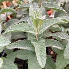 Attēlu rezultāti vaicājumam “Mentha spicata”