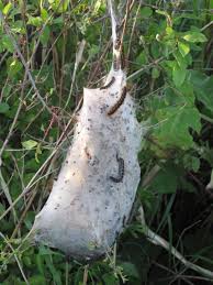 Attēlu rezultāti vaicājumam “Eriogaster lanestris larva”