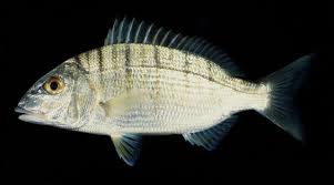 Image result for Lithognathus lithognathus