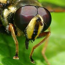 Attēlu rezultāti vaicājumam “Sericomyia silentis”