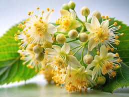 Attēlu rezultāti vaicājumam “Tilia cordata flower”