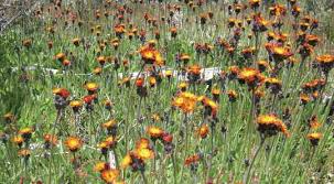 Image result for Hieracium aurantiacum
