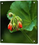 Attēlu rezultāti vaicājumam “Geranium bohemicum bud”