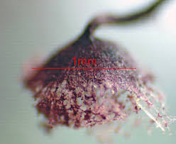 Attēlu rezultāti vaicājumam “Cribraria purpurea plasmodium”