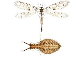 Attēlu rezultāti vaicājumam “Myrmeleontidae”