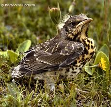 Attēlu rezultāti vaicājumam “Turdus pilaris juvenile”