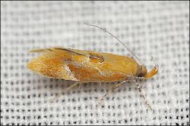 Attēlu rezultāti vaicājumam “Epicallima formosella”