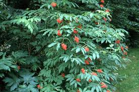 Attēlu rezultāti vaicājumam “Sambucus racemosa leaf”