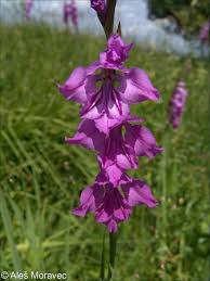 Attēlu rezultāti vaicājumam “Gladiolus imbricatus flower”