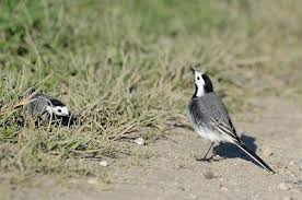Attēlu rezultāti vaicājumam “Motacilla alba”