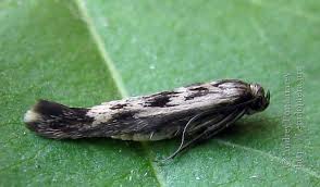 Attēlu rezultāti vaicājumam “Scythris limbella”