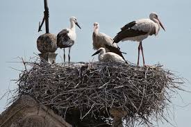 Attēlu rezultāti vaicājumam “Ciconia ciconia”
