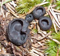 Attēlu rezultāti vaicājumam “Pseudoplectania nigrella”