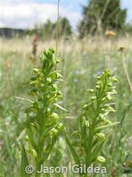Attēlu rezultāti vaicājumam “Coeloglossum viride leaf”