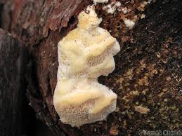 Attēlu rezultāti vaicājumam “Diplomitoporus flavescens”