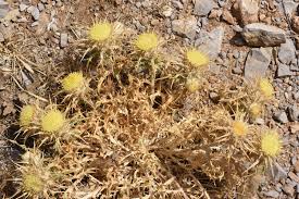 Attēlu rezultāti vaicājumam “Carlina biebersteinii bud”