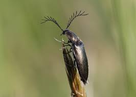 Attēlu rezultāti vaicājumam “Ctenicera pectinicornis male”