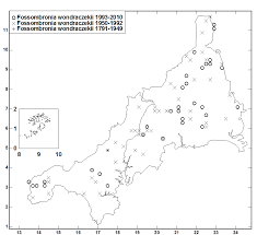 Attēlu rezultāti vaicājumam “Fossombronia wondraczekii”