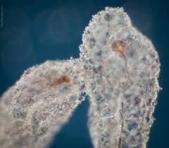 Attēlu rezultāti vaicājumam “Stemonitopsis aequalis var. microspora stalked”